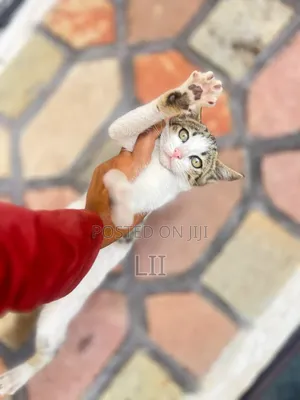 1-3 months Male Purebred Abyssinian