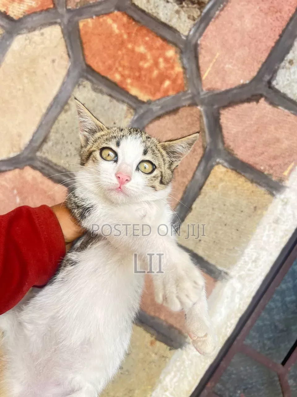 1-3 months Male Purebred Abyssinian