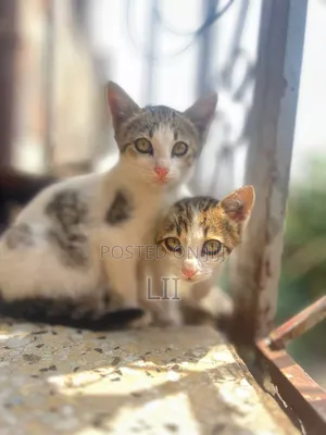 1-3 months Male Purebred Abyssinian