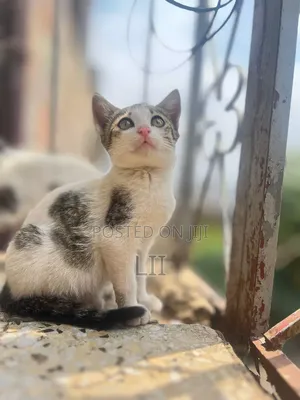 1-3 months Male Purebred Abyssinian