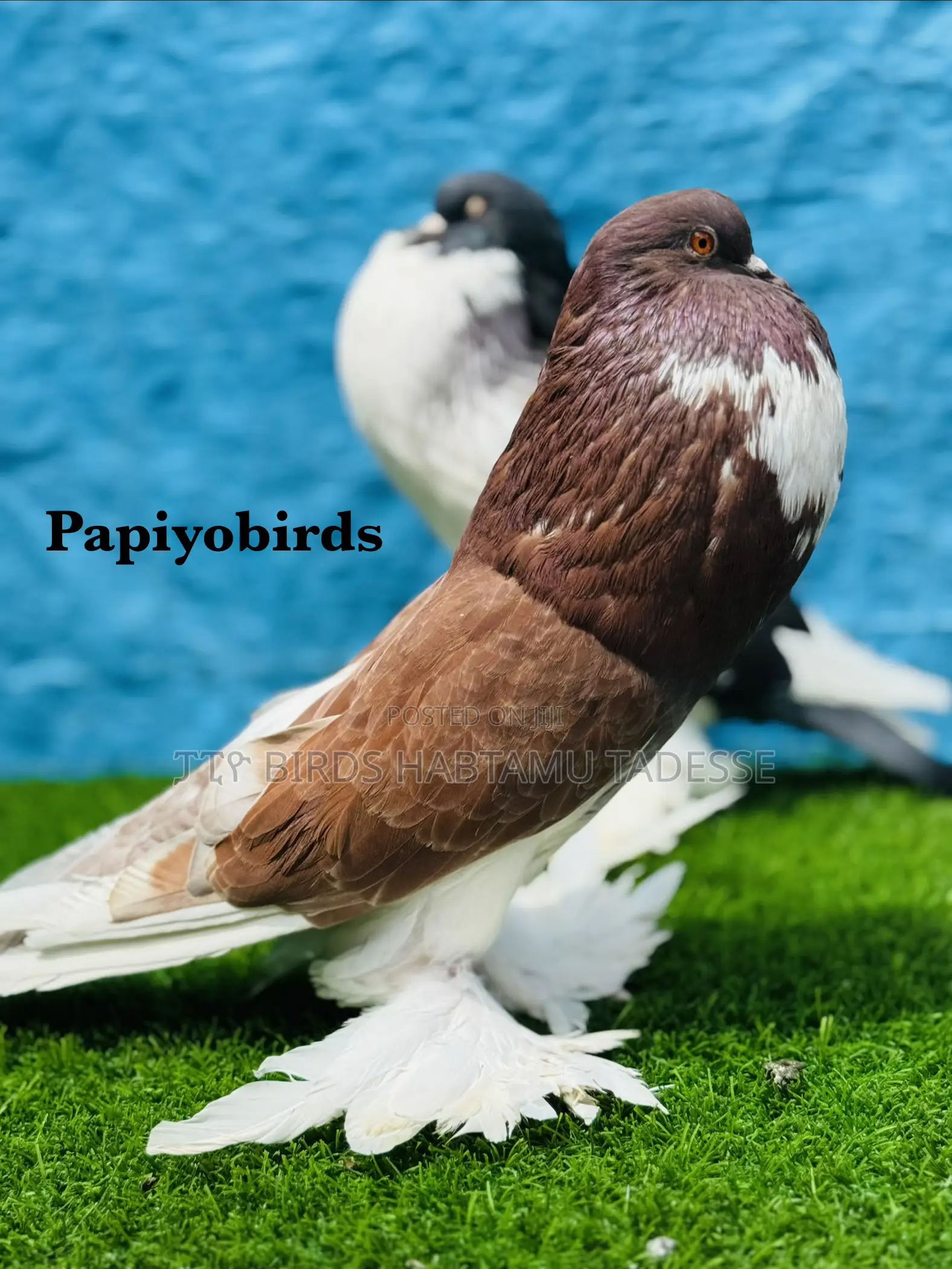 Fancy Pigeons Top Quality