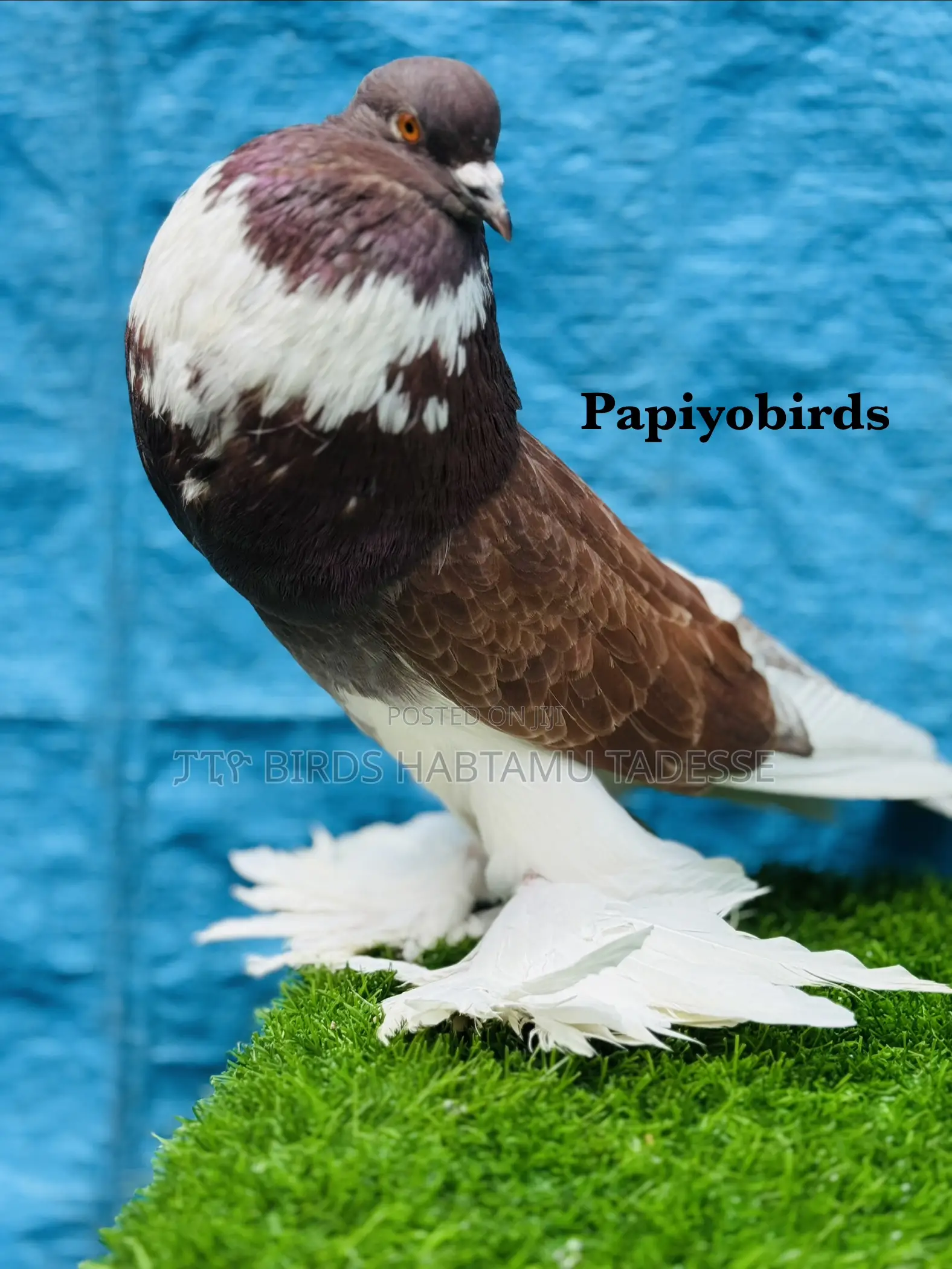 Fancy Pigeons Top Quality