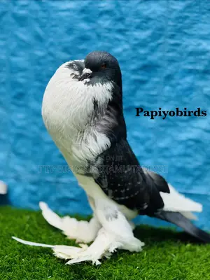 Fancy Pigeons Top Quality