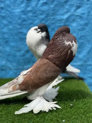 Fancy Pigeons Top Quality