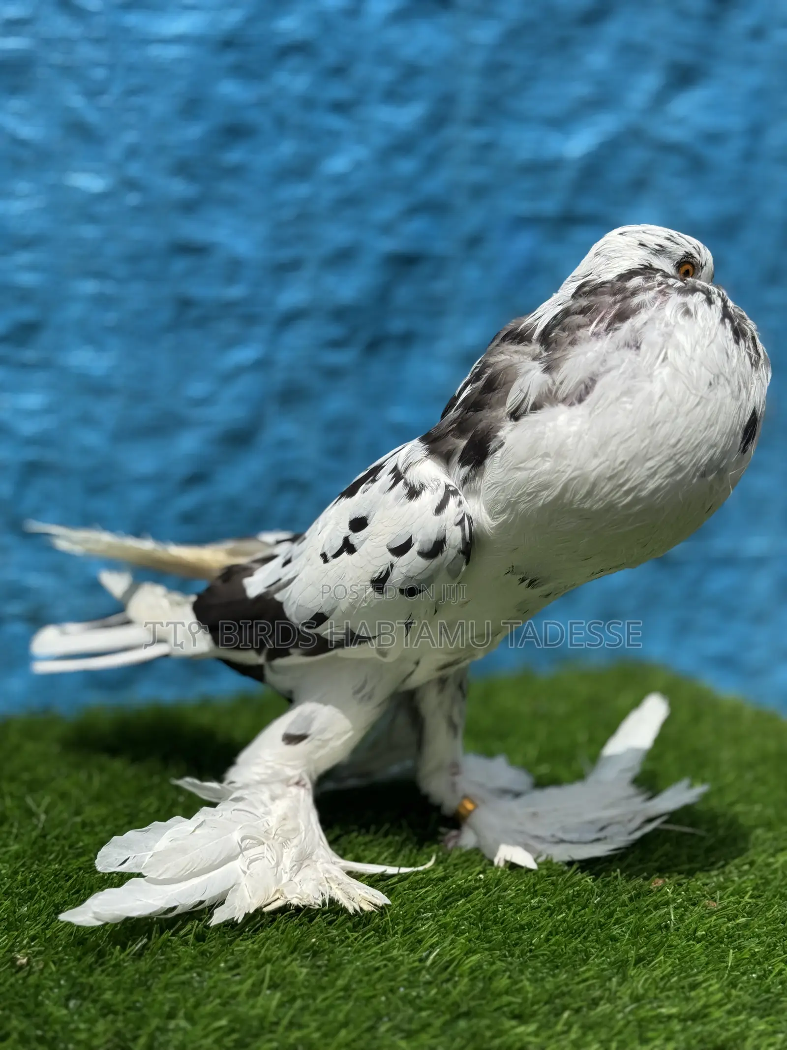 Fancy Pigeons Top Quality
