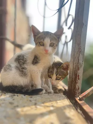 1-3 months Male Purebred Abyssinian