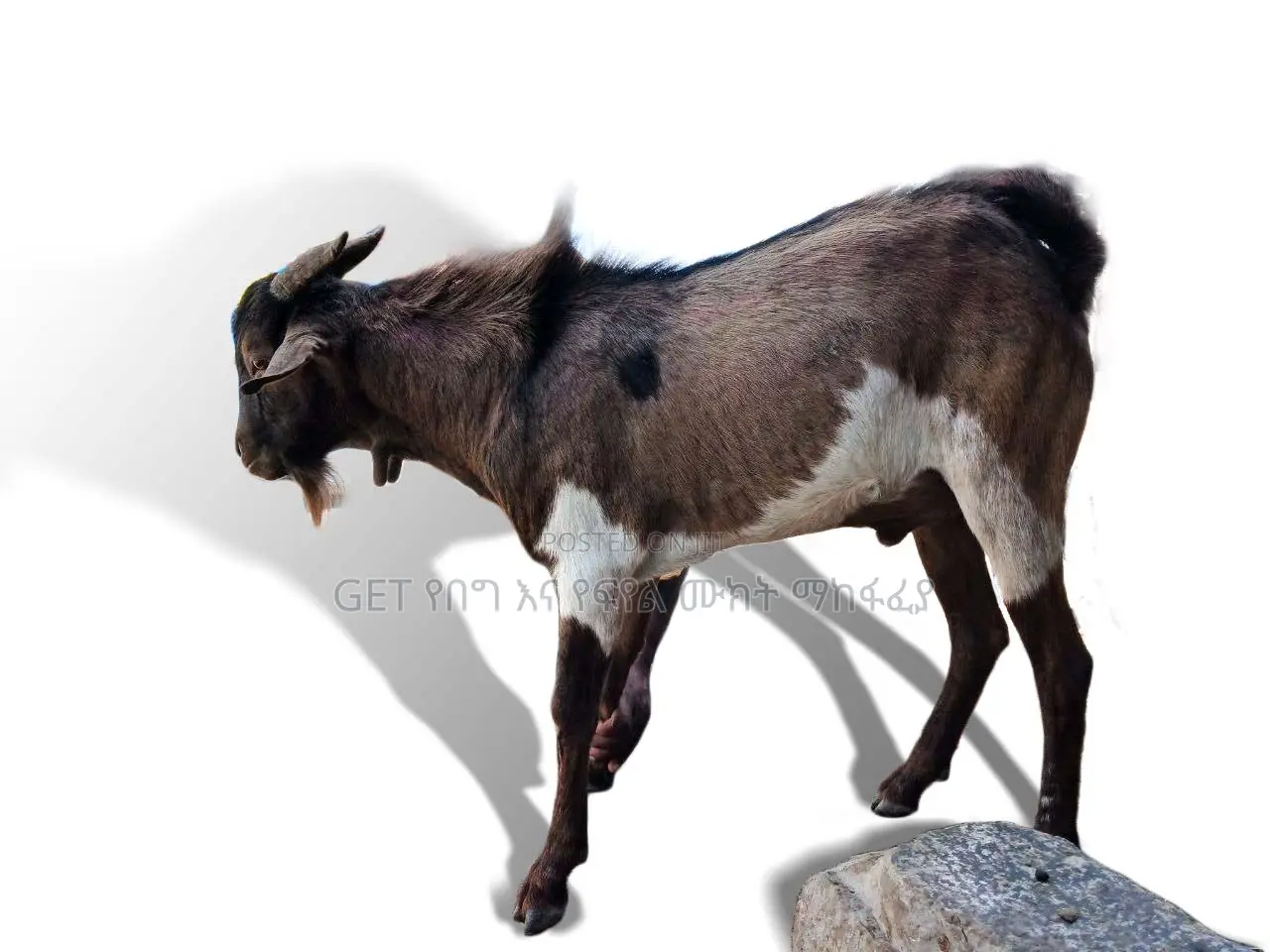 ፍየል(Goat) ለሽያጭ የቀረበ