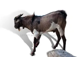 ፍየል(Goat) ለሽያጭ የቀረበ