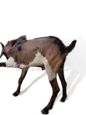 ፍየል(Goat) ለሽያጭ የቀረበ