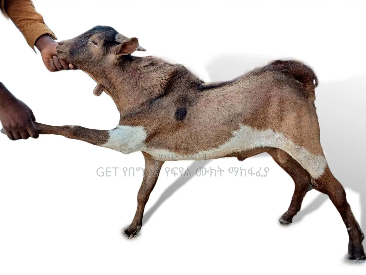 ፍየል(Goat) ለሽያጭ የቀረበ