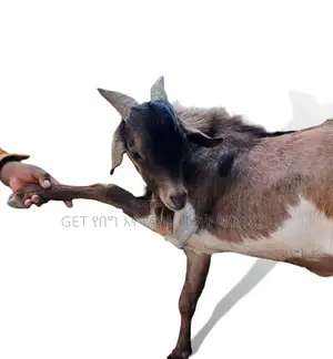 ፍየል(Goat) ለሽያጭ የቀረበ