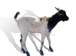 ፍየል(Goat) በተመጣጣኝ ዋጋ የቀረበ