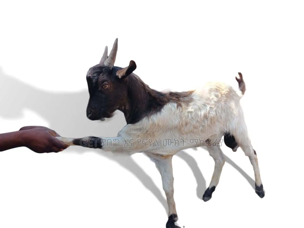 ፍየል(Goat) በተመጣጣኝ ዋጋ የቀረበ