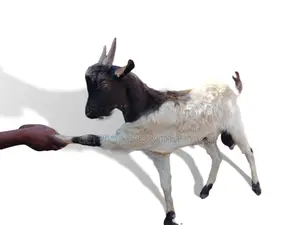 ፍየል(Goat) በተመጣጣኝ ዋጋ የቀረበ