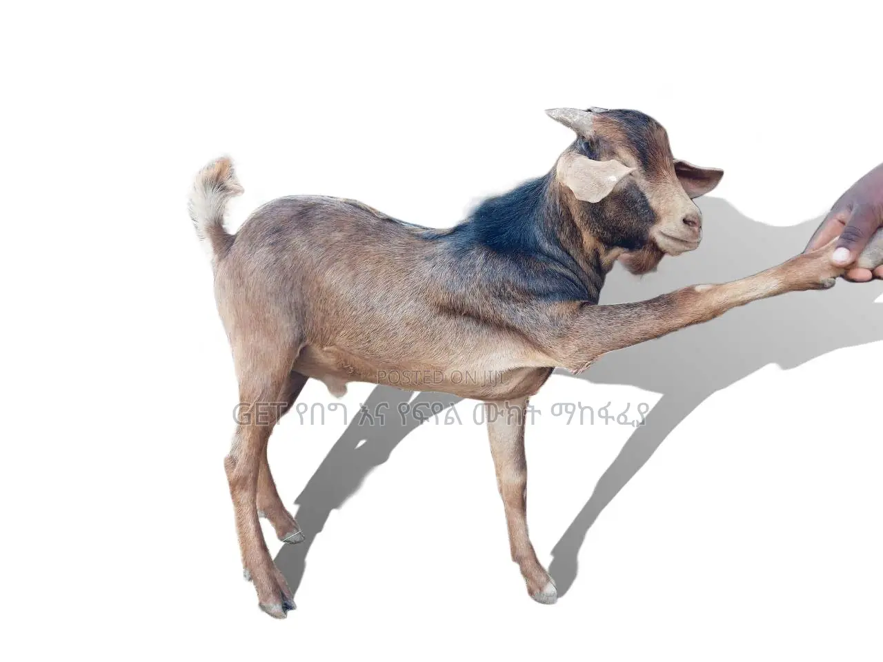 በተመጣጣኝ ዋጋ ለሽያጭ የቀረበ ፍየል
