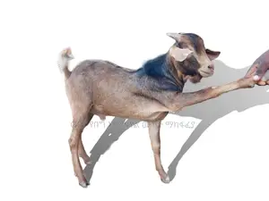በተመጣጣኝ ዋጋ ለሽያጭ የቀረበ ፍየል
