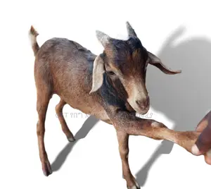 በተመጣጣኝ ዋጋ ለሽያጭ የቀረበ ፍየል