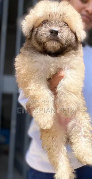 1-3 months Female Purebred Havanese
