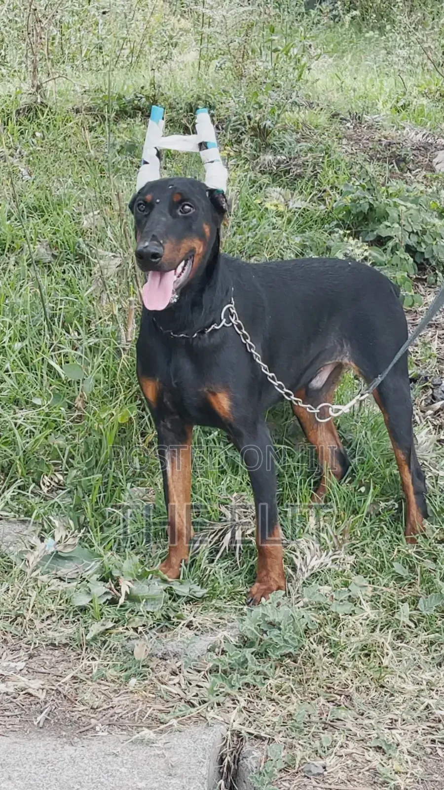 1-3 months Male Purebred Doberman Pinscher