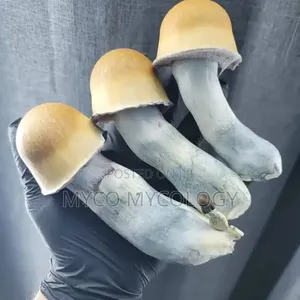 Mushroom(Mag!C)
