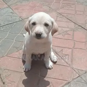 1-3 months Male Purebred Labrador Retriever