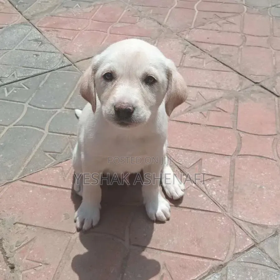 1-3 months Male Purebred Labrador Retriever