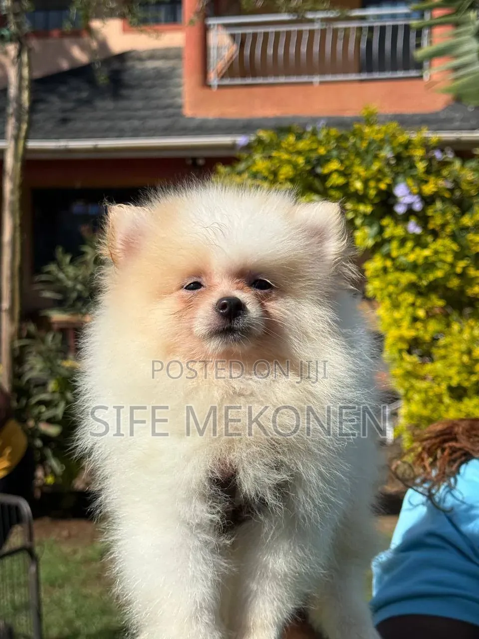 1-3 months Male Purebred Pomeranian