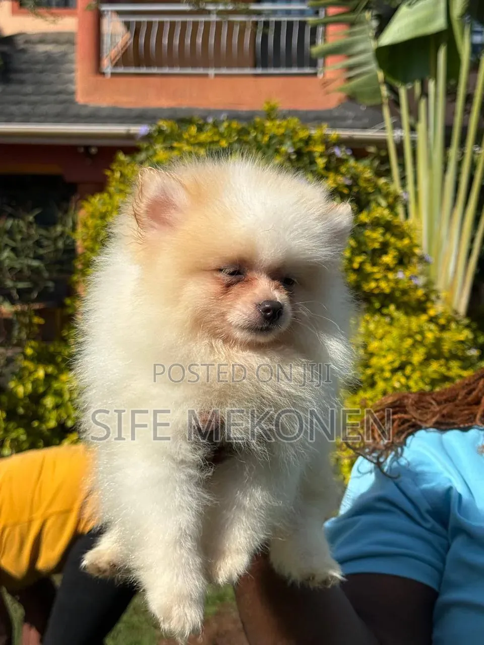 1-3 months Male Purebred Pomeranian