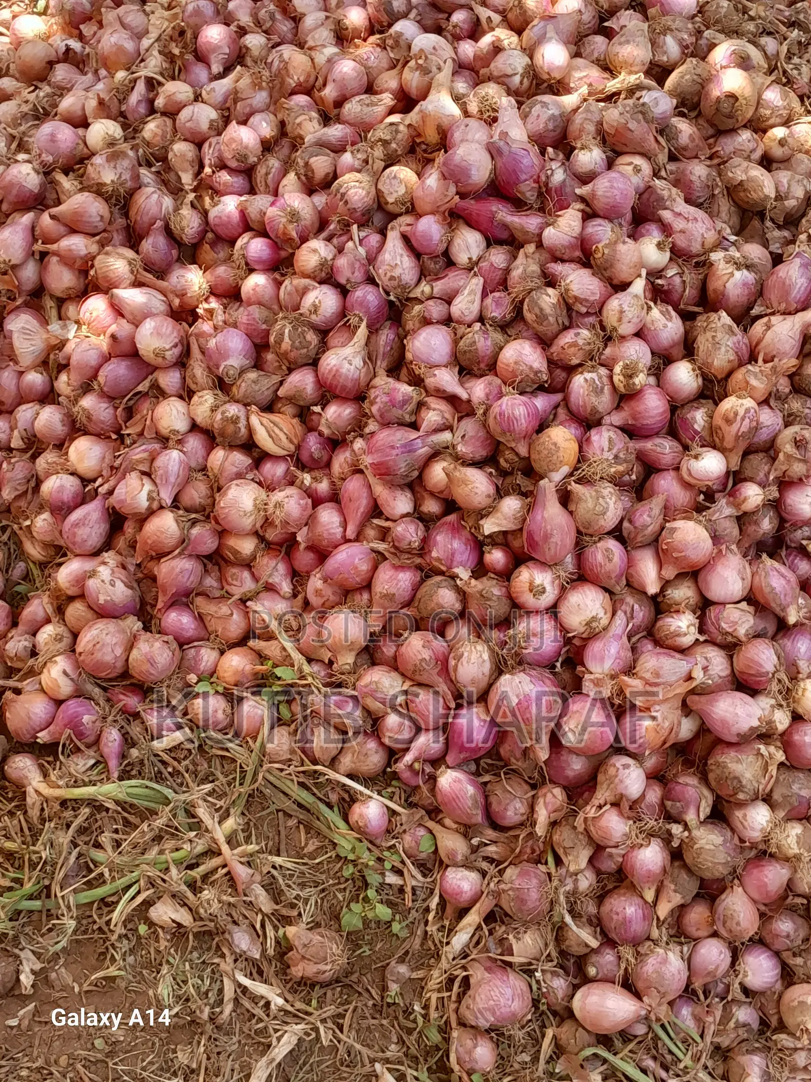 Kutib Sharaf
