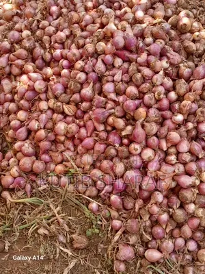 Kutib Sharaf