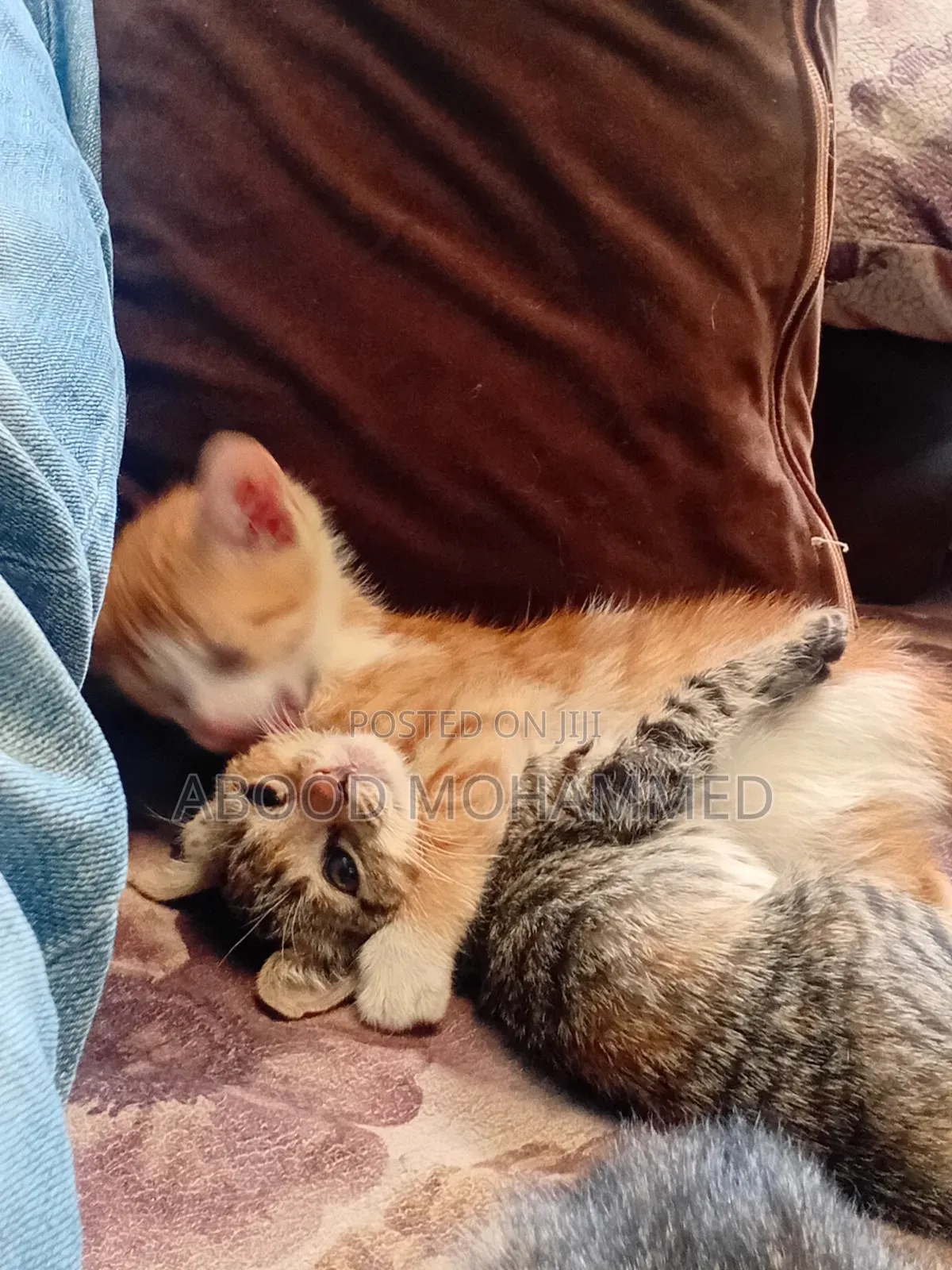 1-3 months Female Mixed Breed American Shorthair