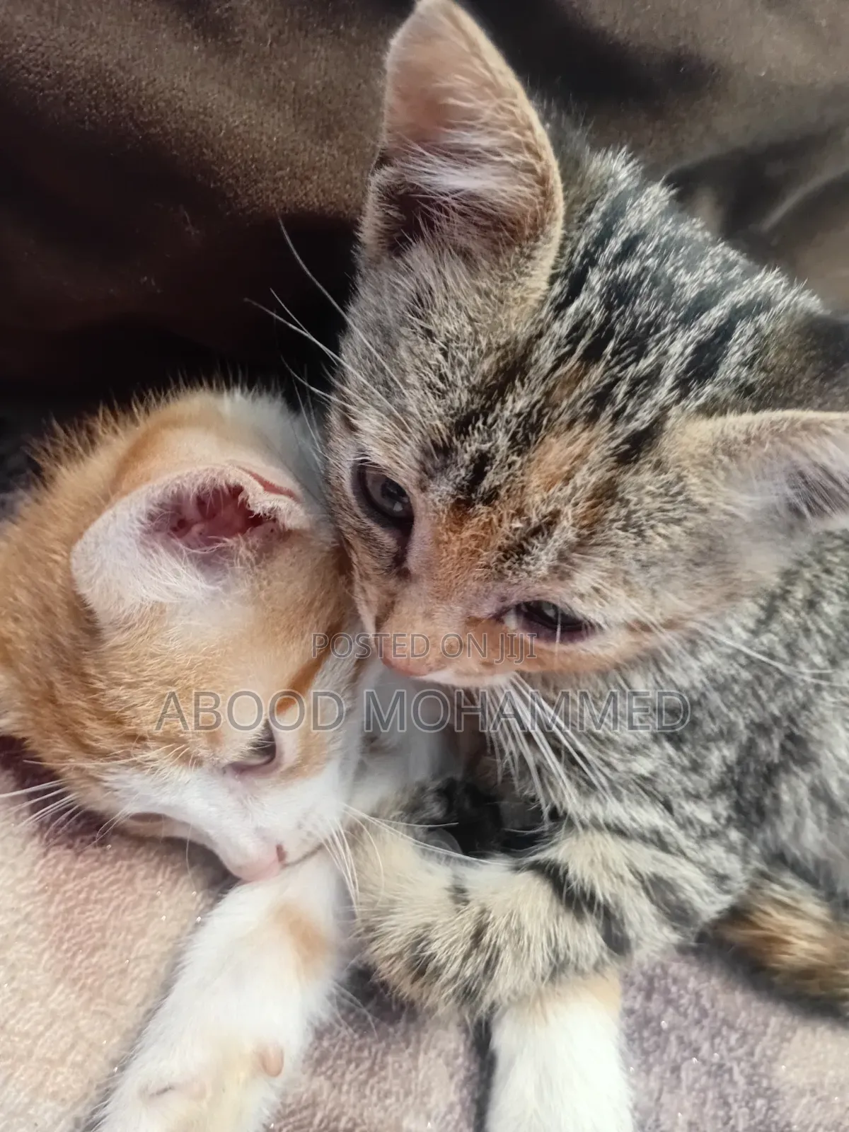 1-3 months Female Mixed Breed American Shorthair