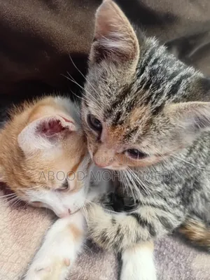 1-3 months Female Mixed Breed American Shorthair