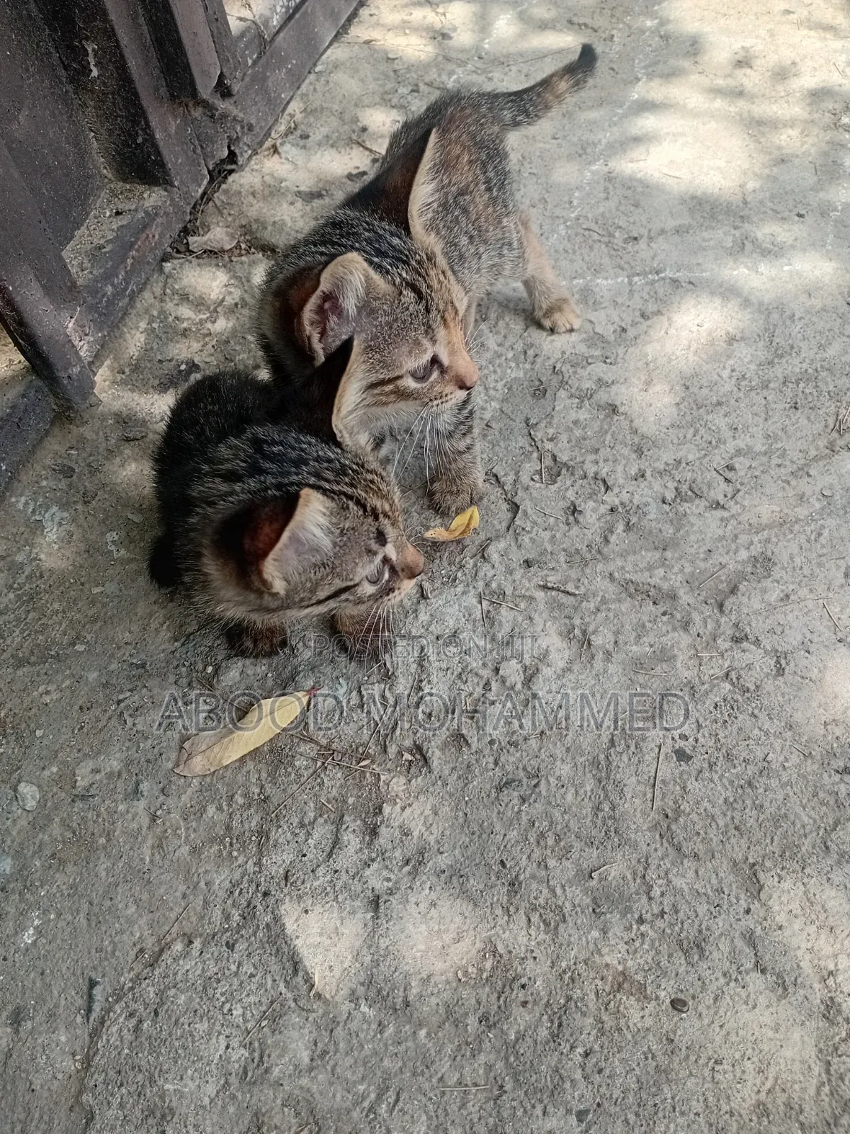 1-3 months Female Mixed Breed American Shorthair