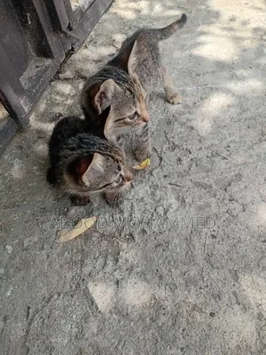 1-3 months Female Mixed Breed American Shorthair