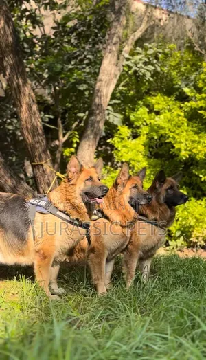 1-3 months Male Purebred German Shepherd