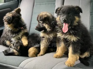 1-3 months Male Purebred German Shepherd
