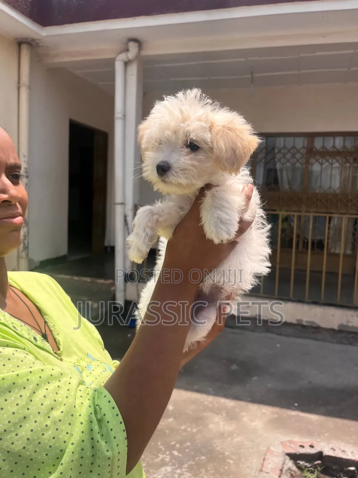 1-3 months Male Purebred Maltese