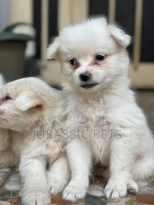 1-3 months Male Purebred Maltese