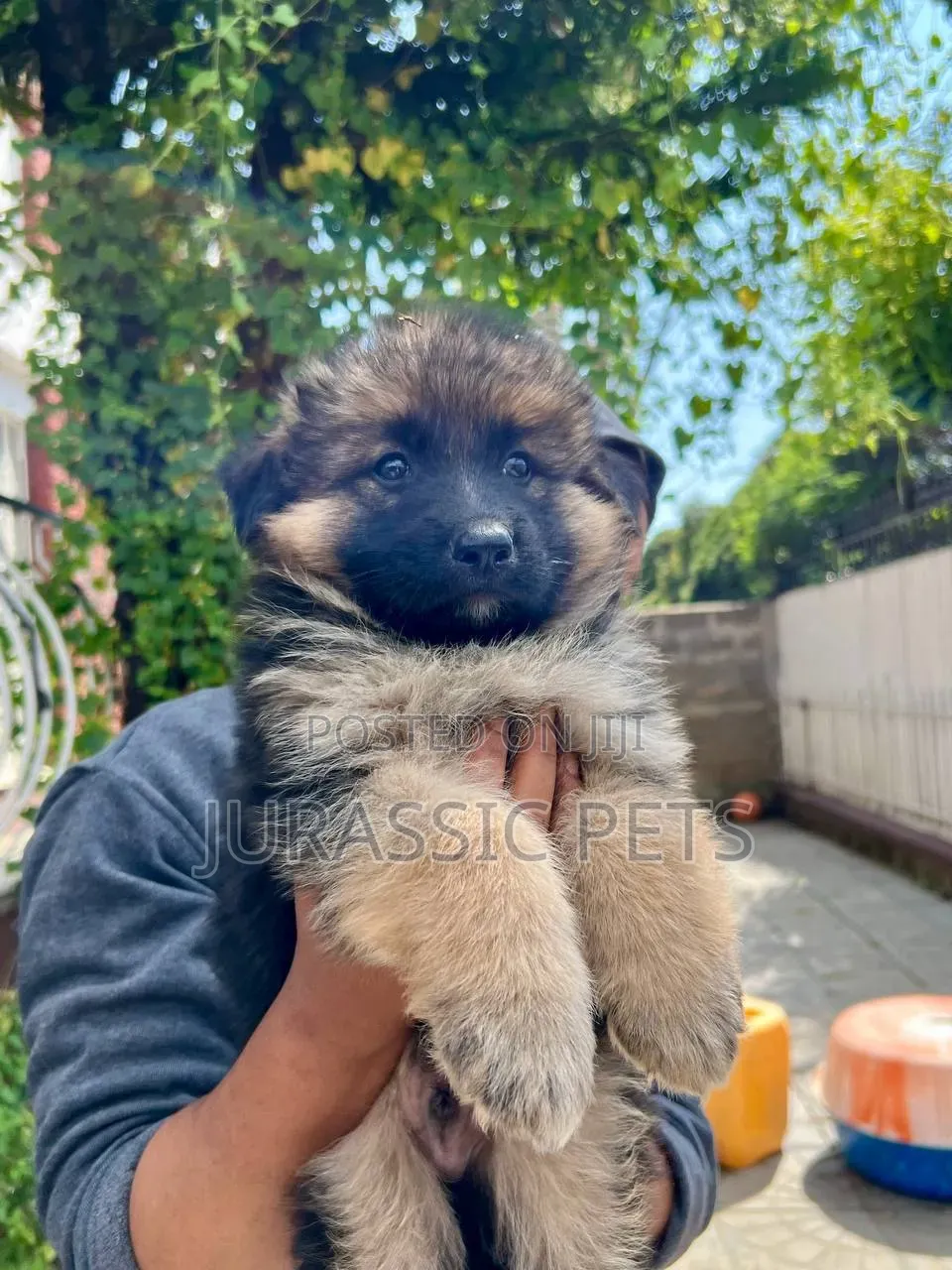 1-3 months Male Purebred German Shepherd