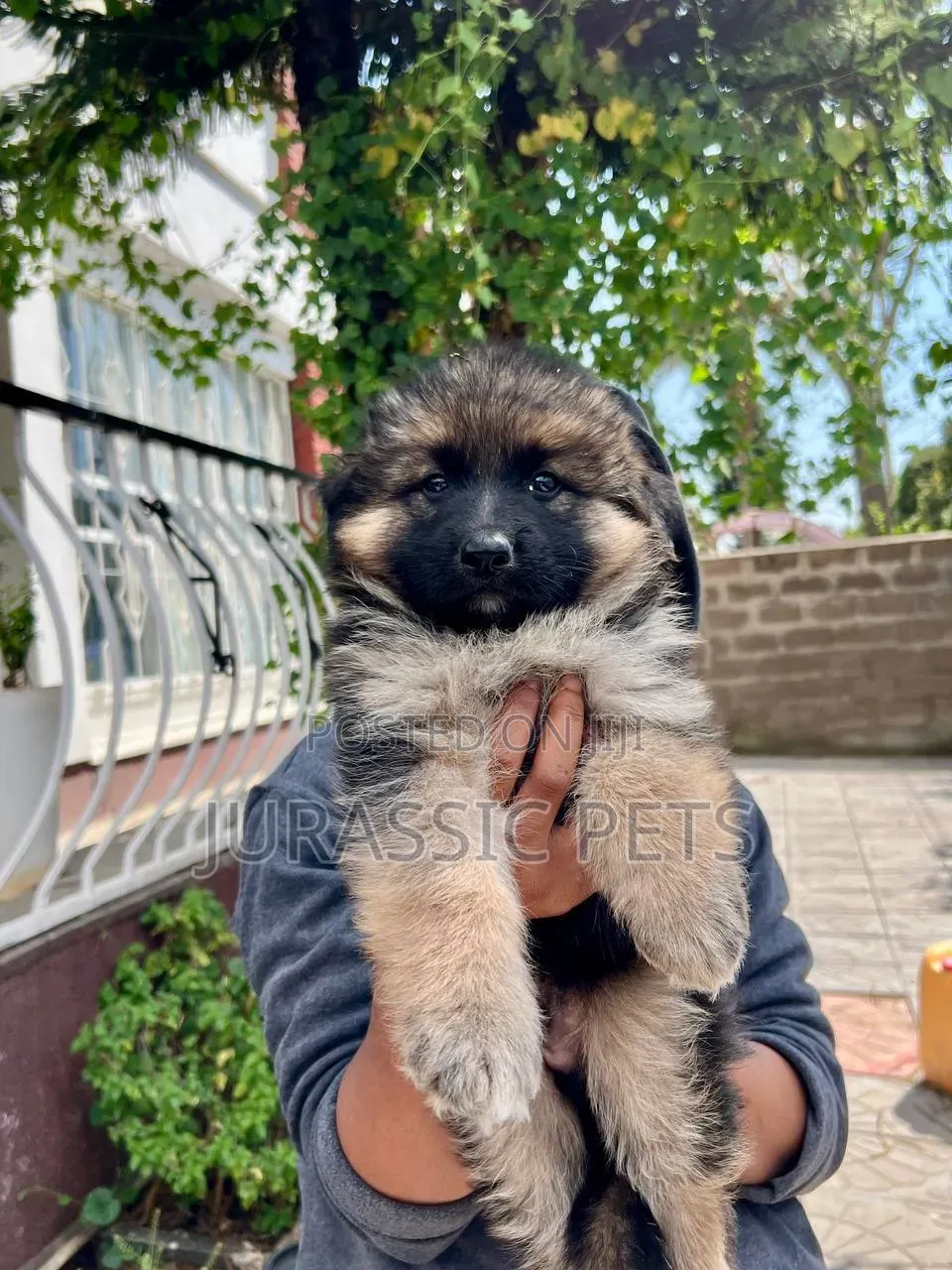 1-3 months Male Purebred German Shepherd