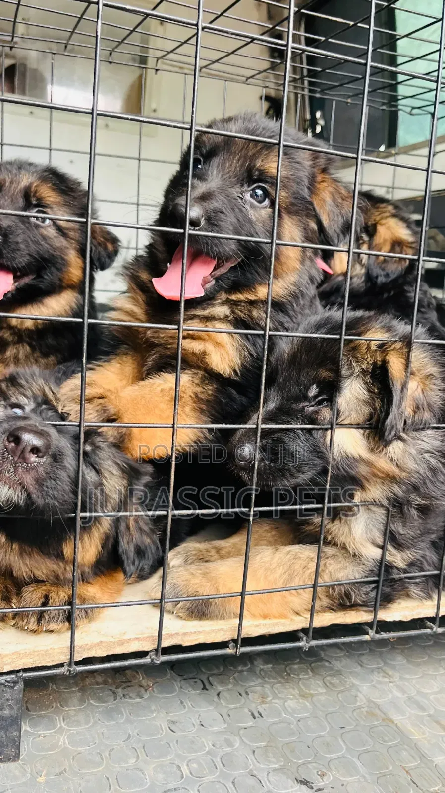 1-3 months Male Purebred German Shepherd