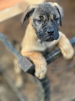 1-3 months Male Purebred Bullmastiff