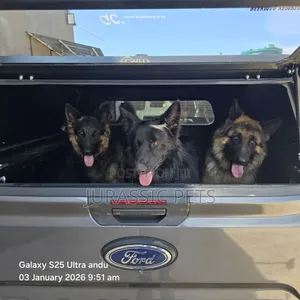 1-3 months Male Purebred German Shepherd