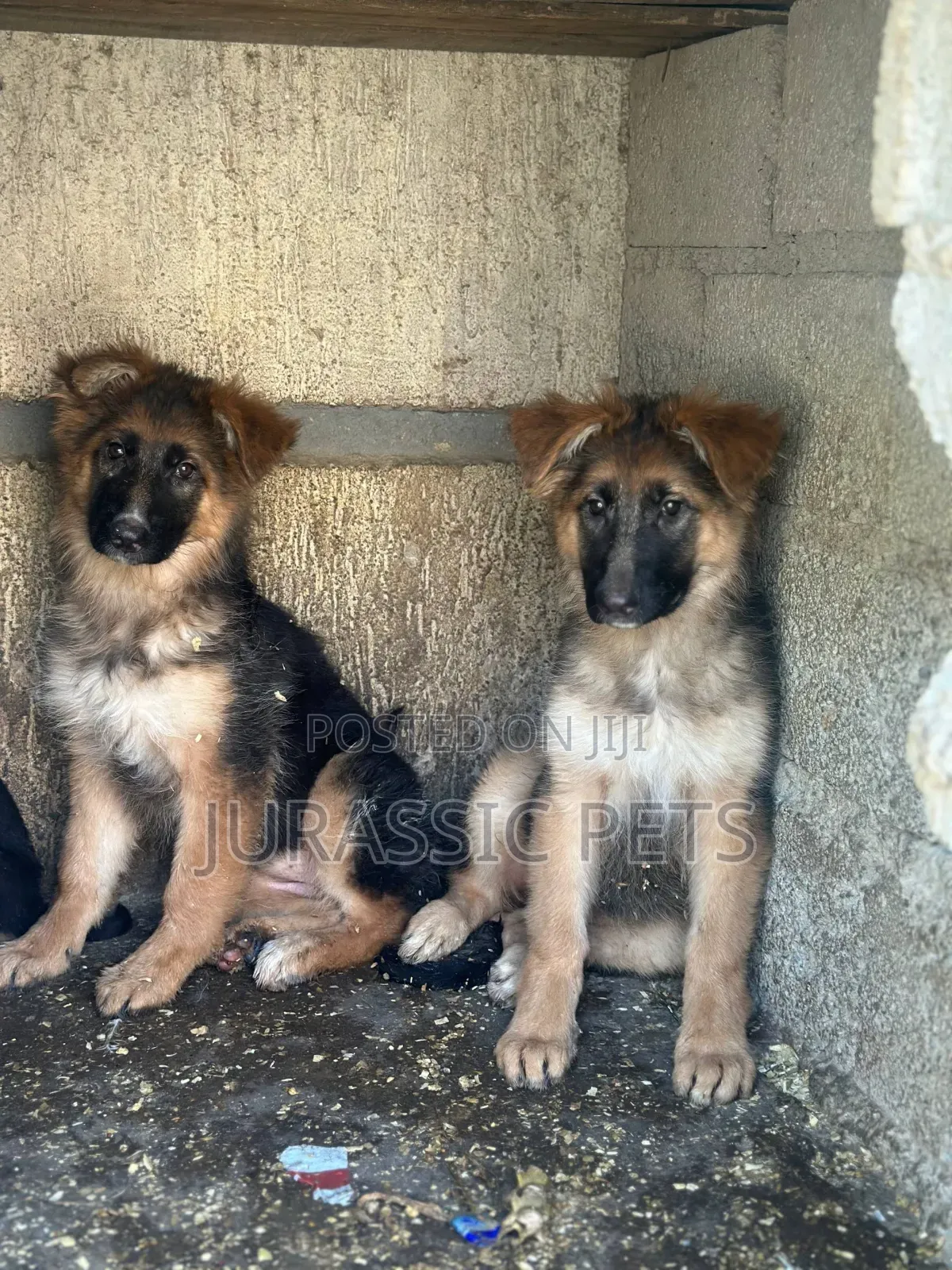 1-3 months Male Purebred German Shepherd