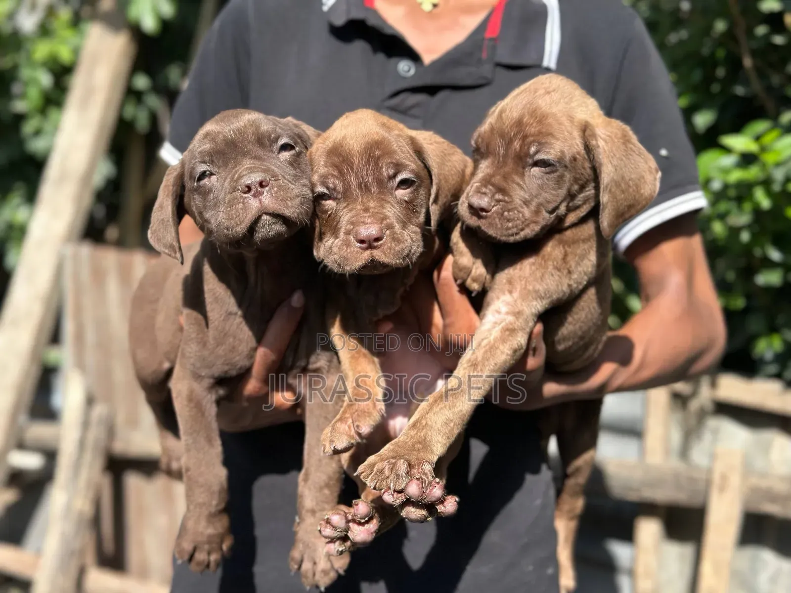 1-3 months Male Purebred Mastiff