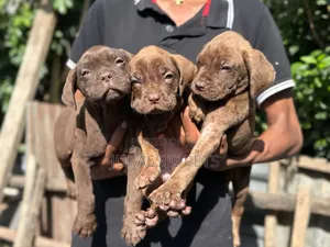 1-3 months Male Purebred Mastiff
