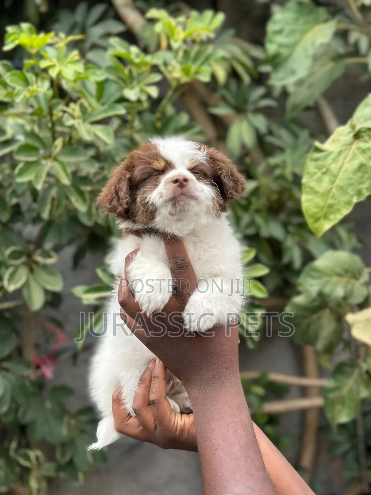 1-3 months Male Purebred Maltese