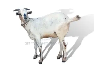 የሀረር ፍየል ለሽያጭ የቀረበ