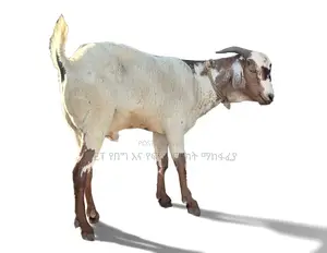የሀረር ፍየል ለሽያጭ የቀረበ